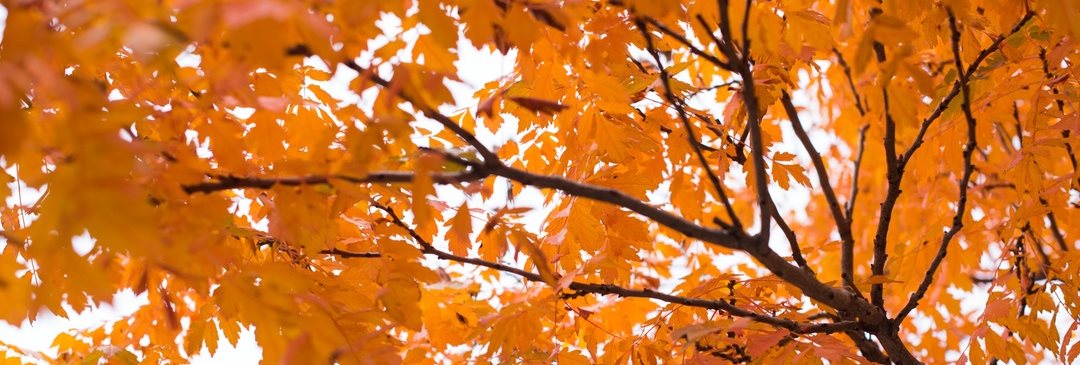 Herbst